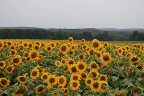 Buttonwood Farm-Griswold必去景点