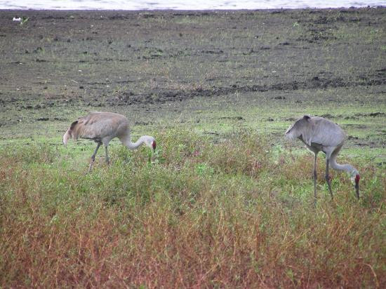 Myakka River State Park-萨拉索塔必去景点