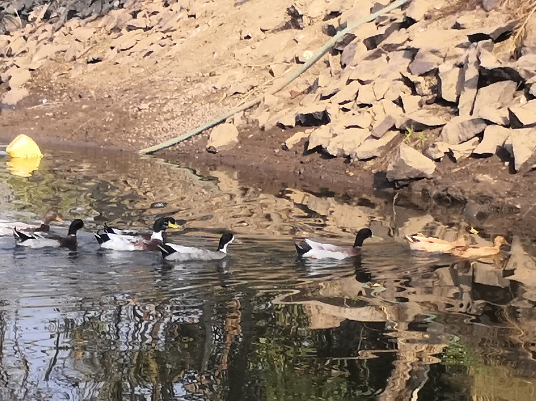 Tooth Mountain Farms主图