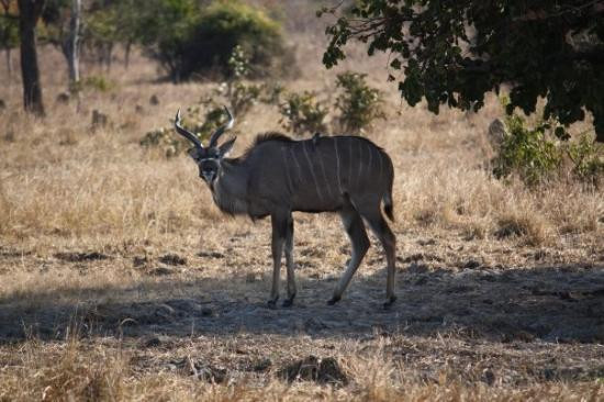 null-Kafue National Park