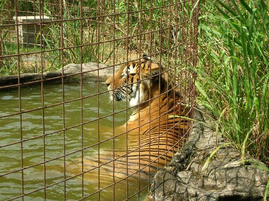 Big Cat Rescue-坦帕必去景点