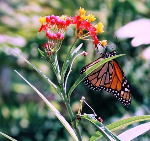 Washington Oaks Gardens State Park-棕榈海岸必去景点