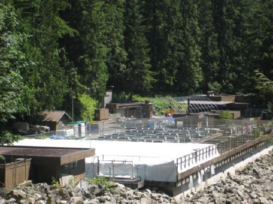 Capilano Salmon Hatchery景点图片
