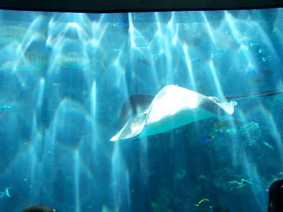 太平洋水族馆-长滩必去景点