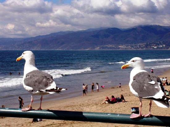圣莫尼卡码头-圣莫尼卡必去景点