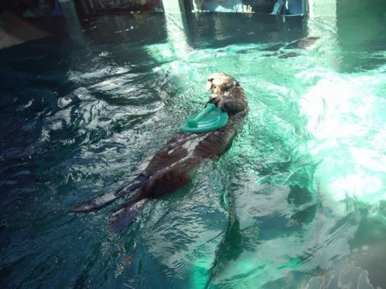 西雅图水族馆-西雅图必去景点