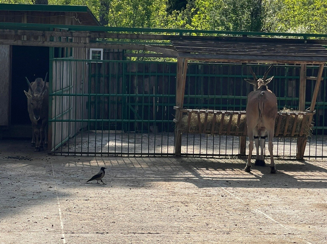 Zoo Park in Kostroma景点图片