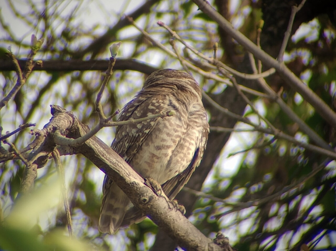 Bharatpur Bird Sanctuary景点图片