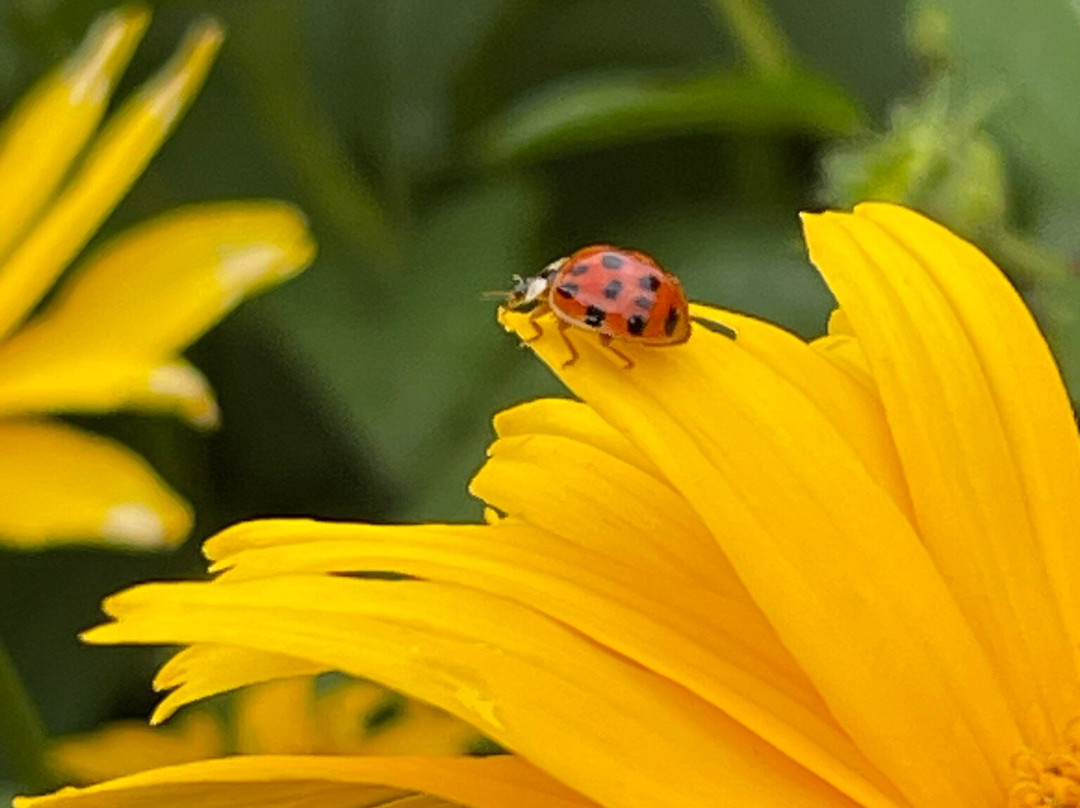 Annual Flower Trial Garden-科林斯堡必去景点