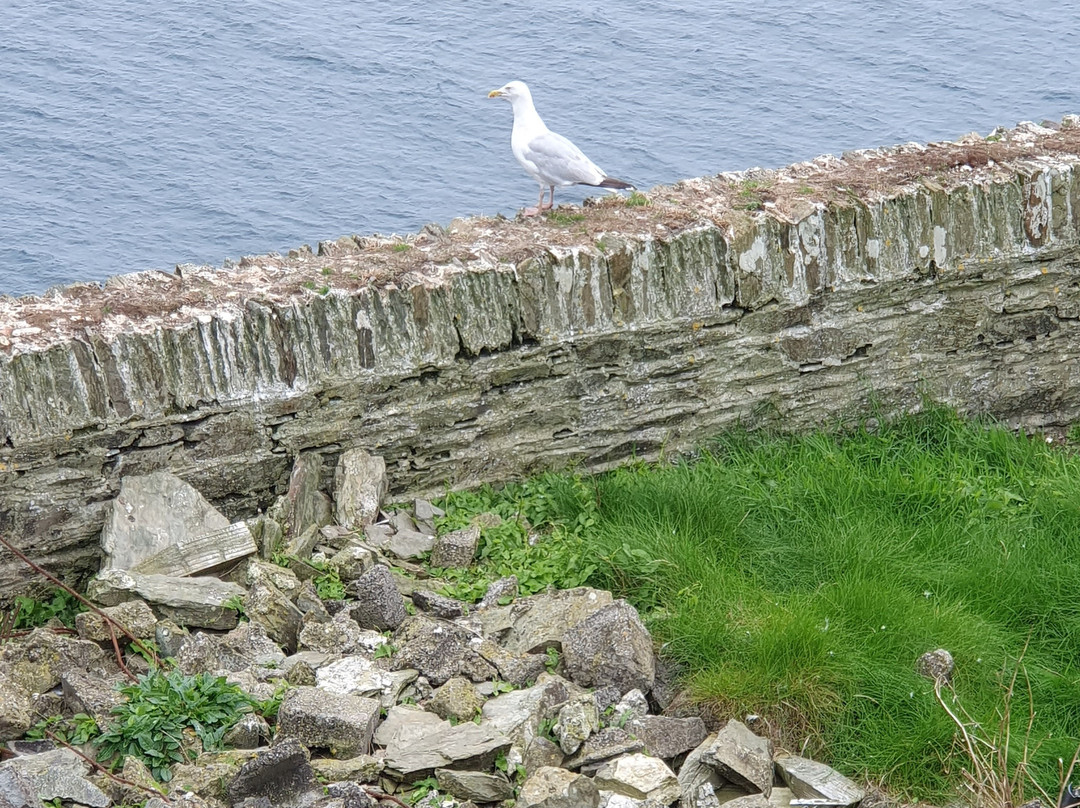 Ballycotton Island Lighthouse Tours景点图片