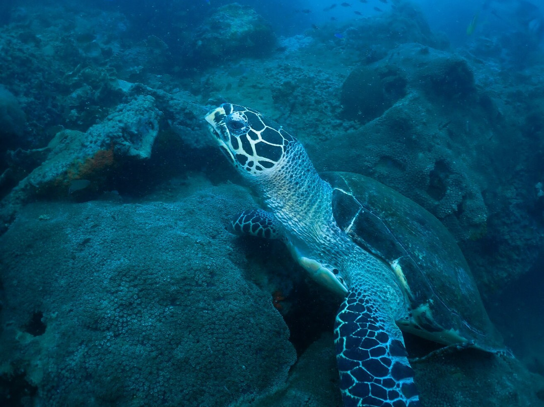 Sensui Dive Resort景点图片