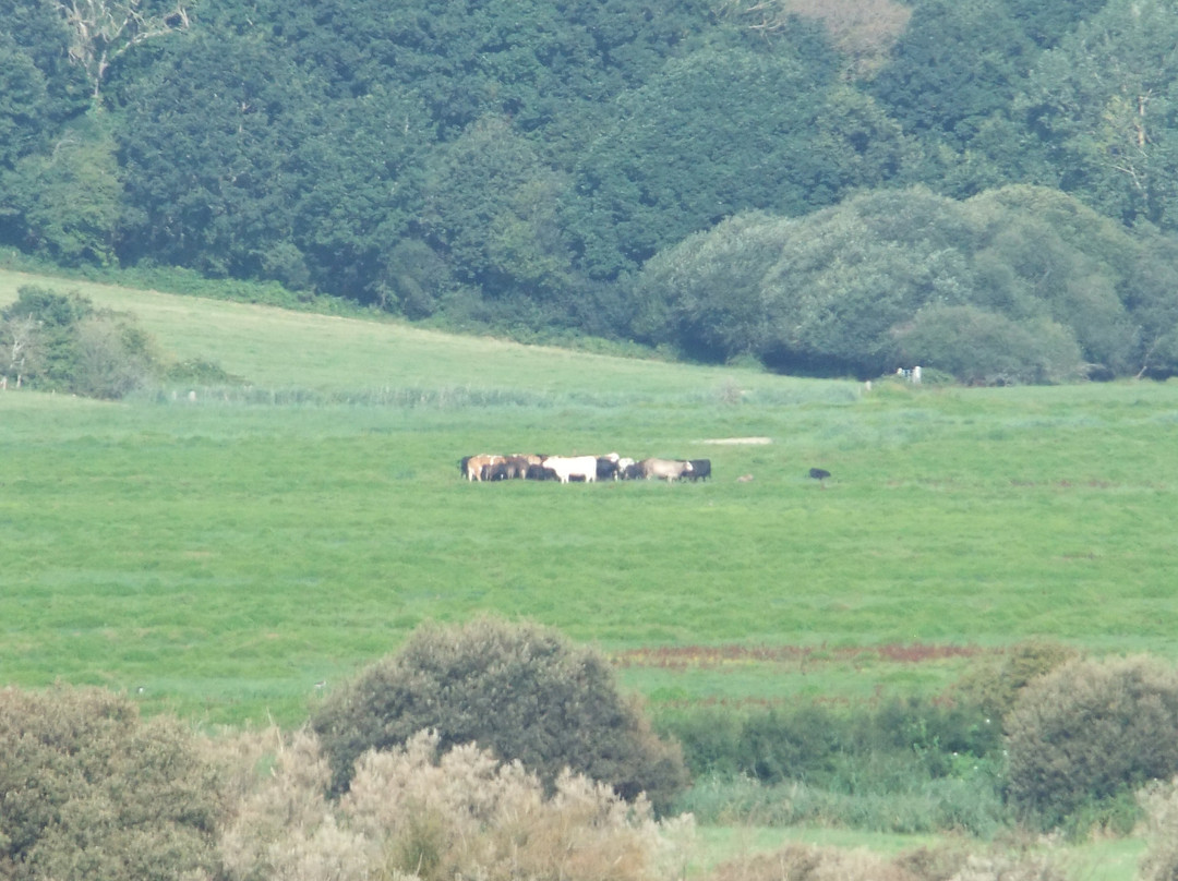 Combe Valley Countryside Park景点图片