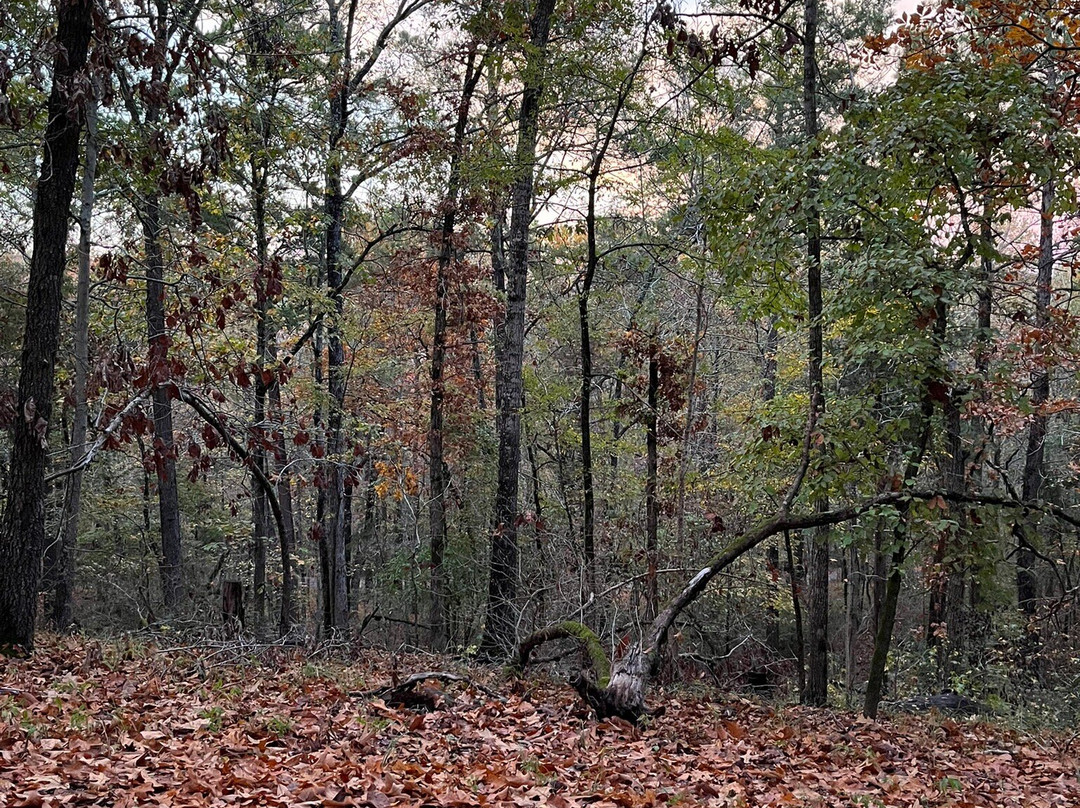 Davey Dogwood Park-Palestine必去景点