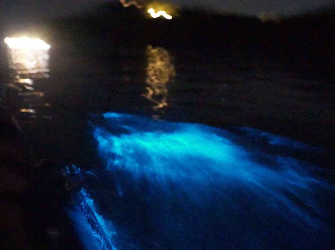 Bioluminescence Kayak tour Costa Rica景点图片