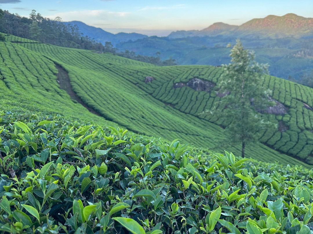 D Trek Munnar Adventure景点图片