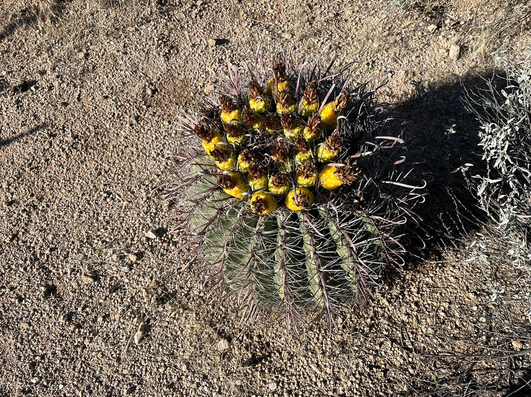 Red Hills Visitor Center-图森必去景点