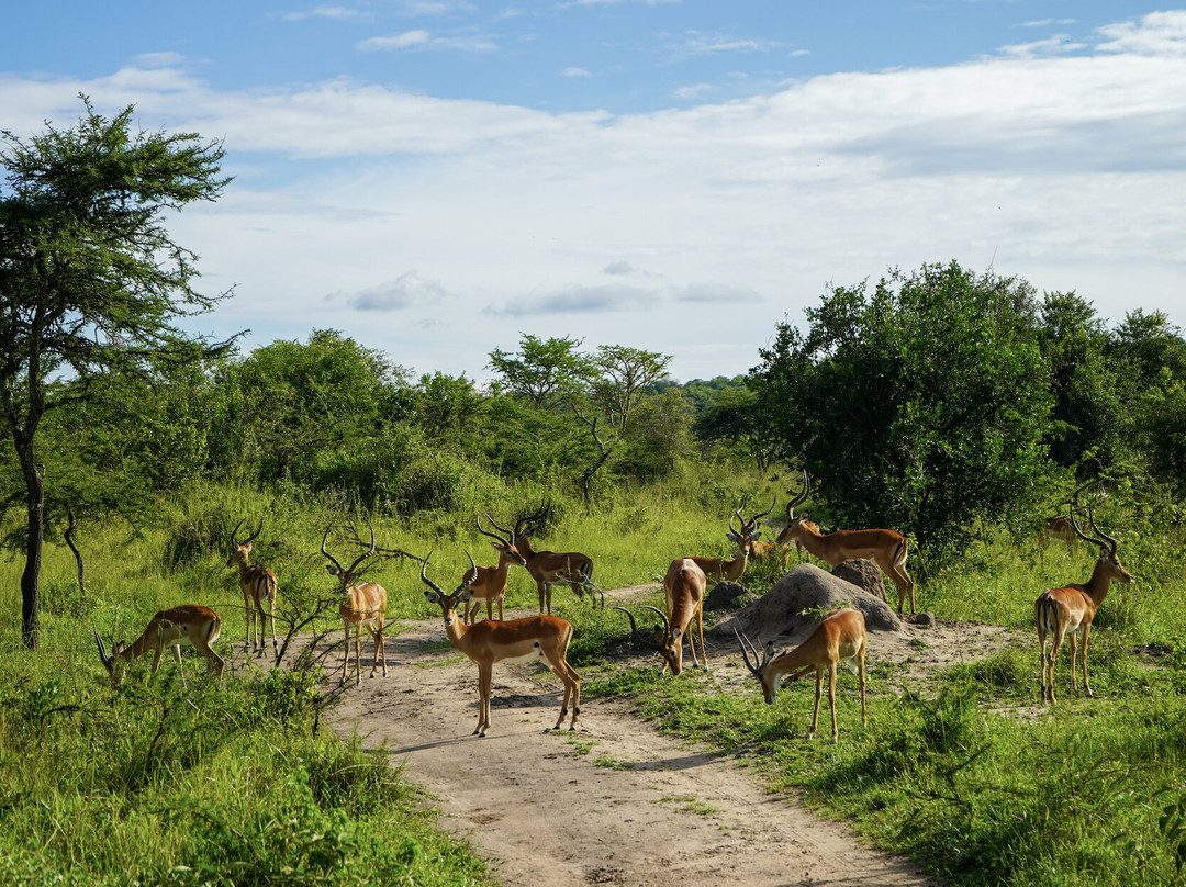 Apes Booking Vacations-坎帕拉必去景点