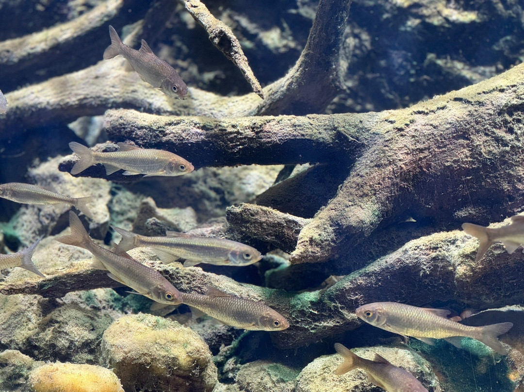 Aquatika - Slatkovodni Akvarij Karlovac景点图片