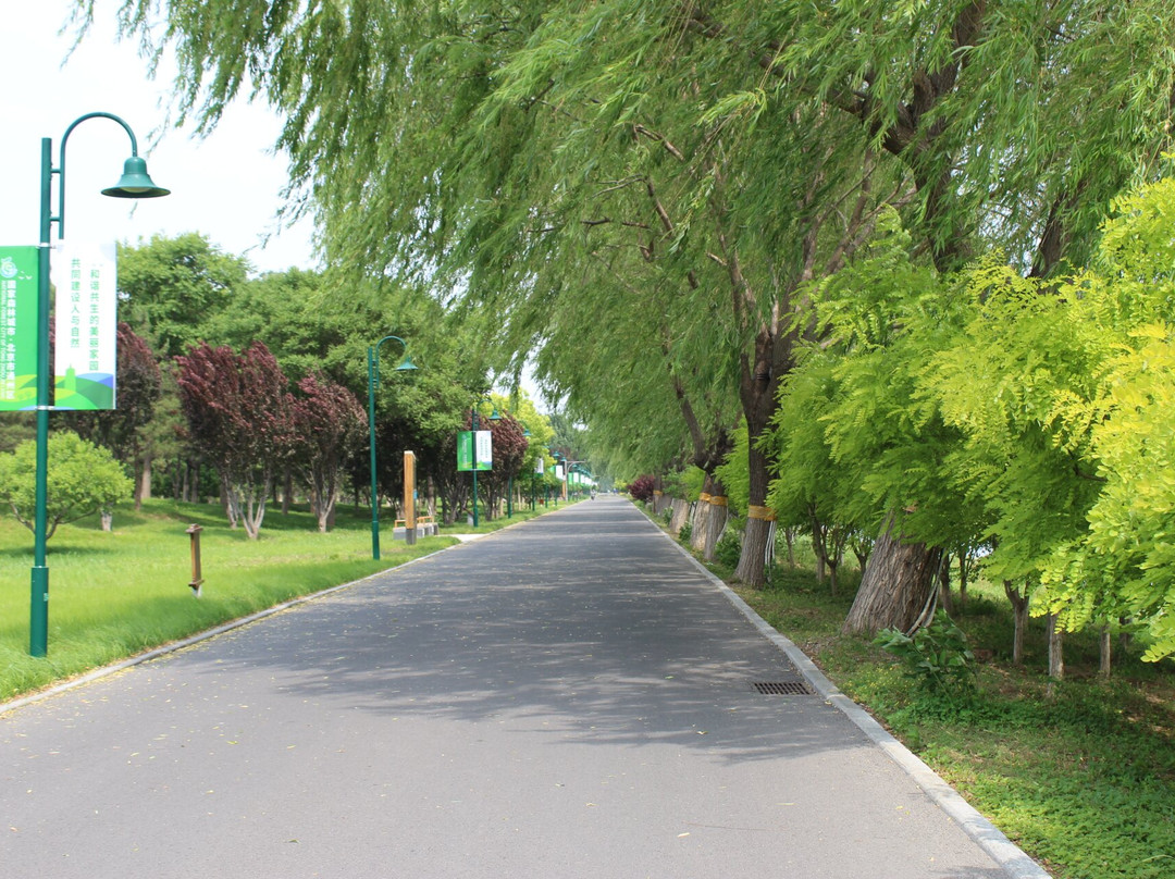 大运河森林公园-北京市必去景点