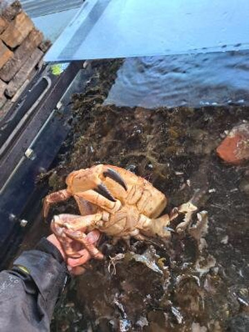 Røvær Havbrukssenter-Rovaer必去景点