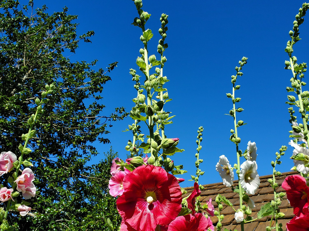 Verde Vineyards-Johnston必去景点