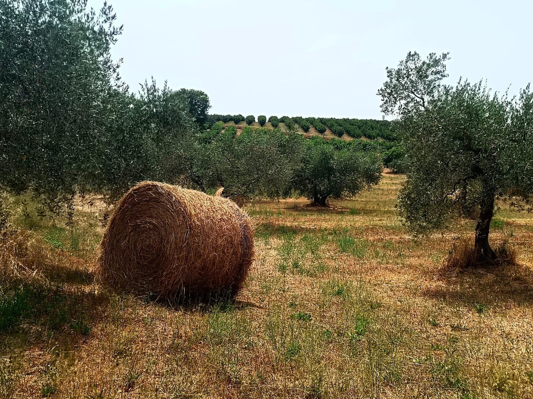 Agriturismo Poggio Degli Ulivi主图