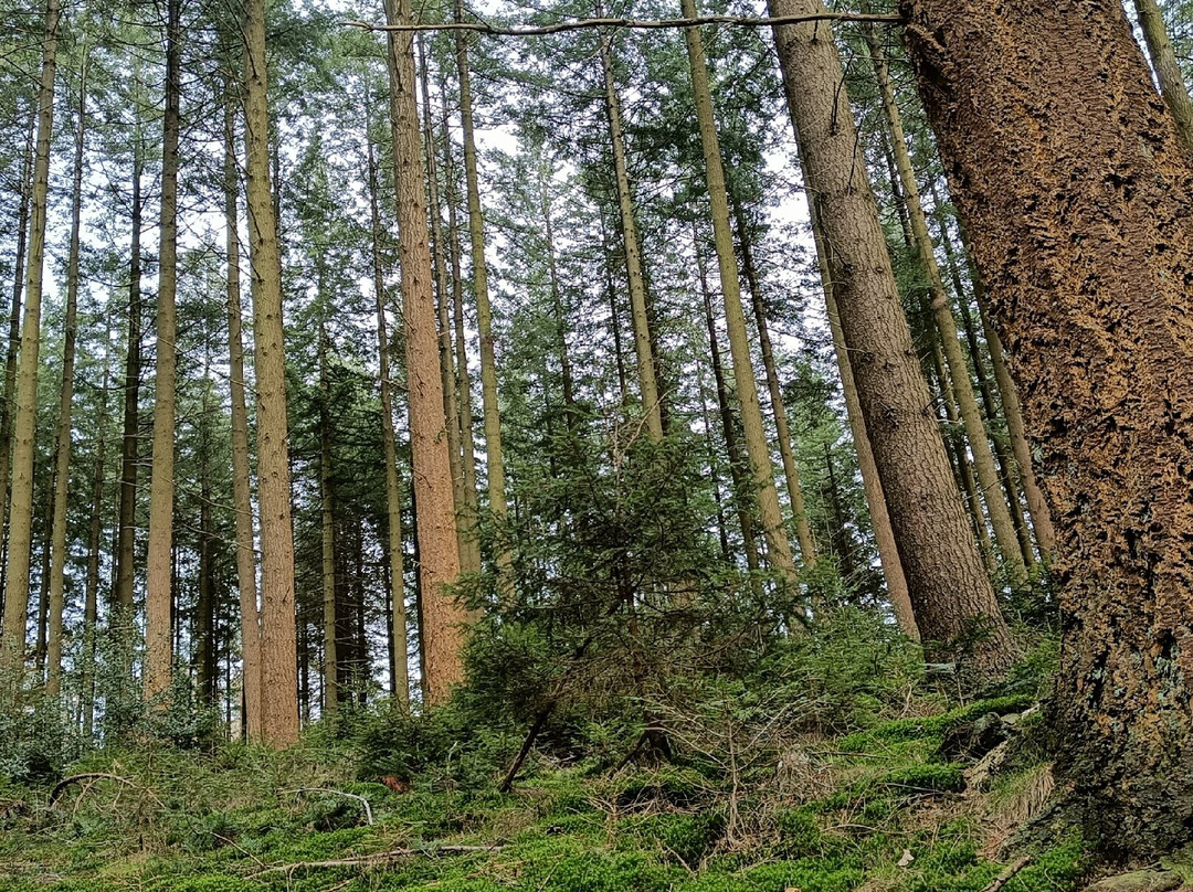La Grande Forêt de Saint-Hubert景点图片