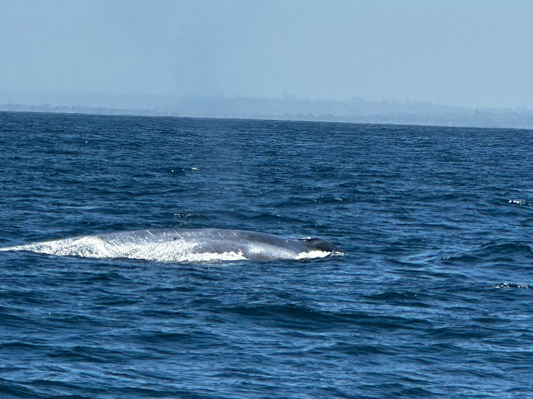 Legacy Whale Watch-圣地亚哥必去景点