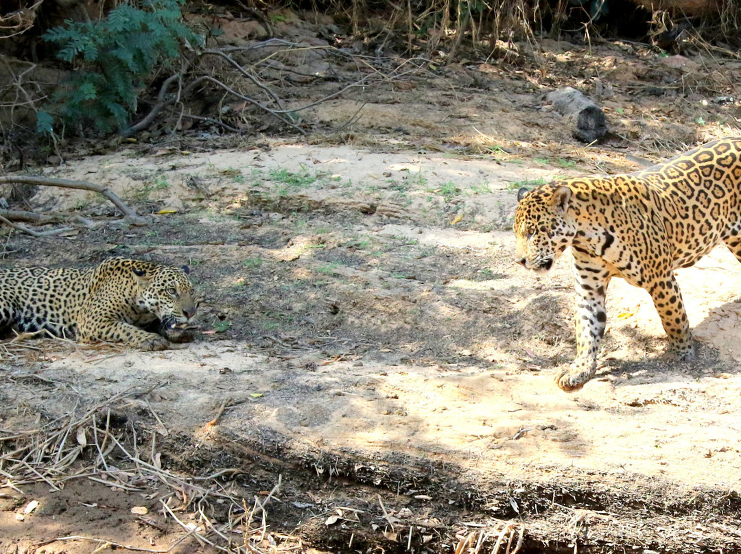 Wild Jaguar Safaris景点图片