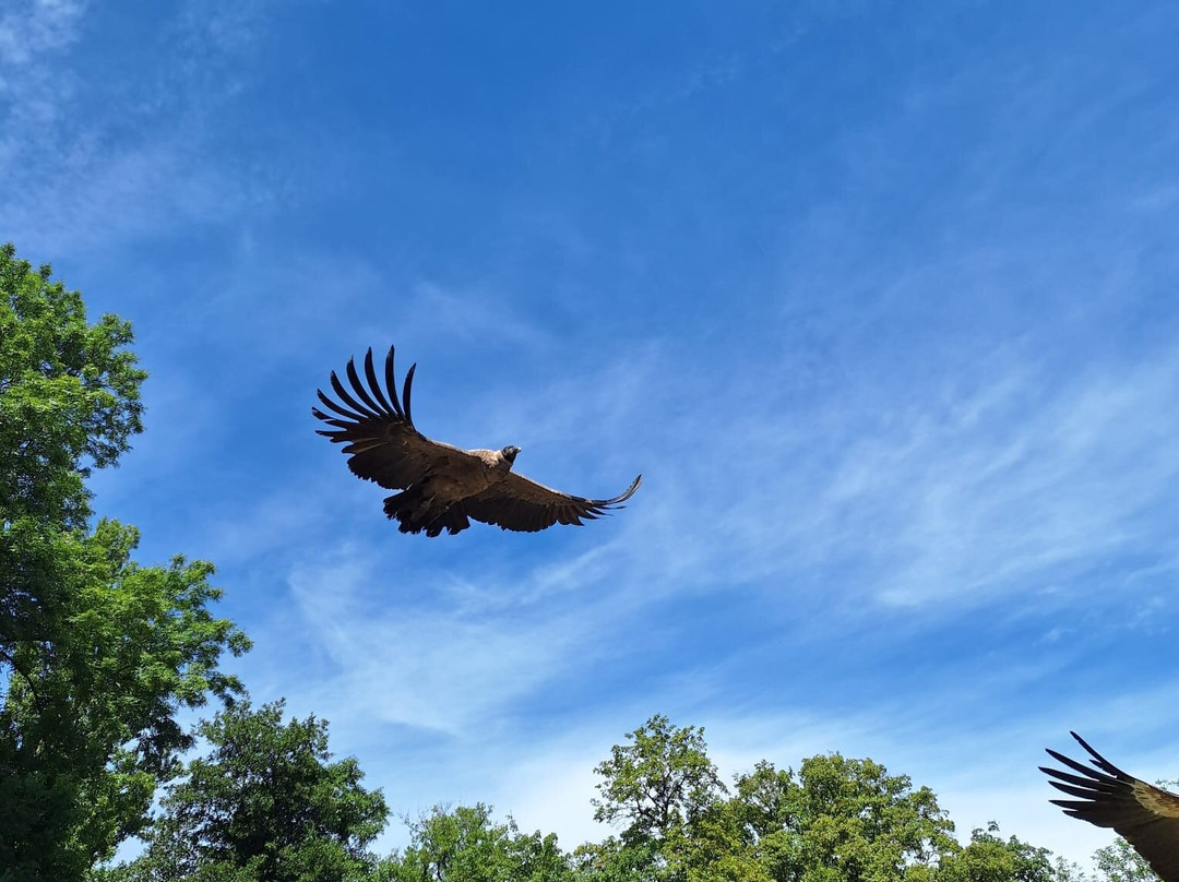 Les Aigles du Léman景点图片