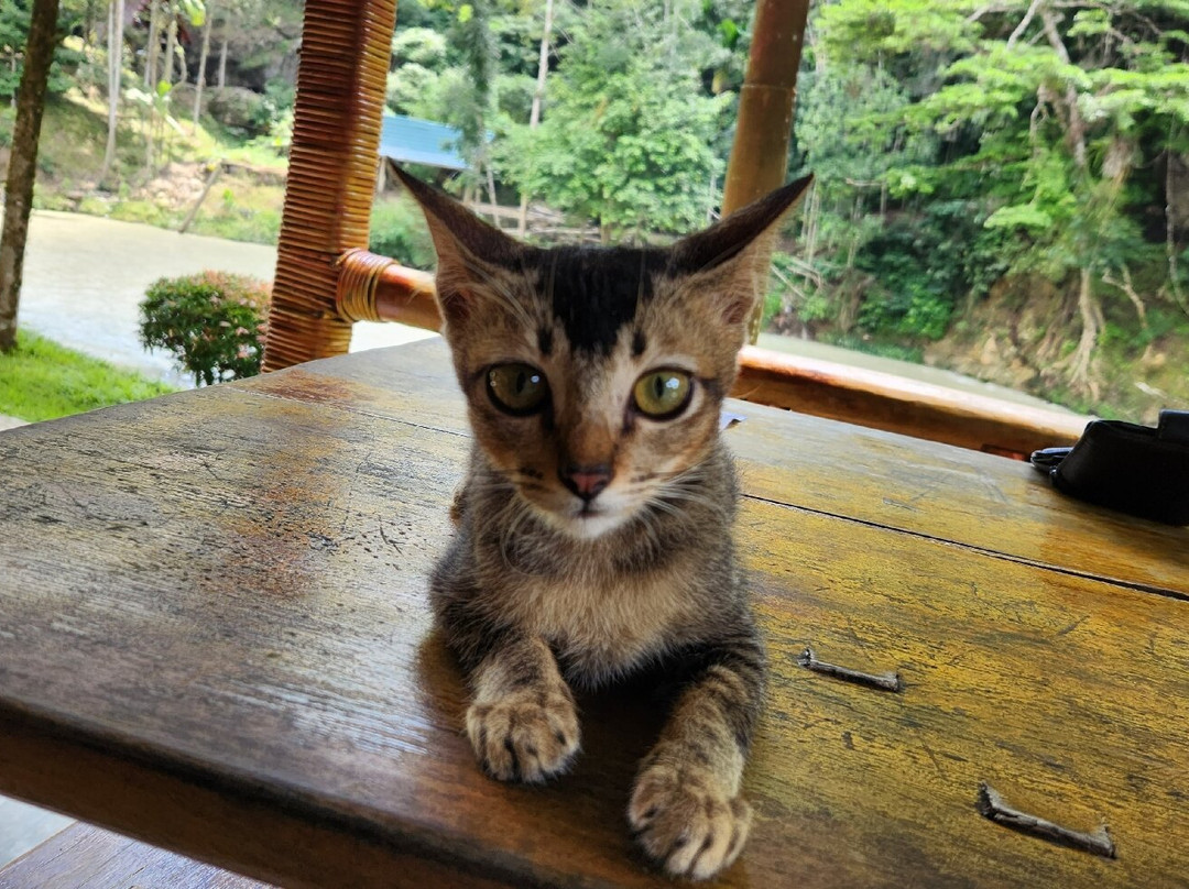Batu Katak - Gibbon Guesthouse