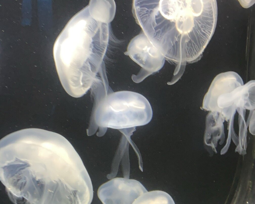 SEA LIFE Hannover-汉诺威必去景点