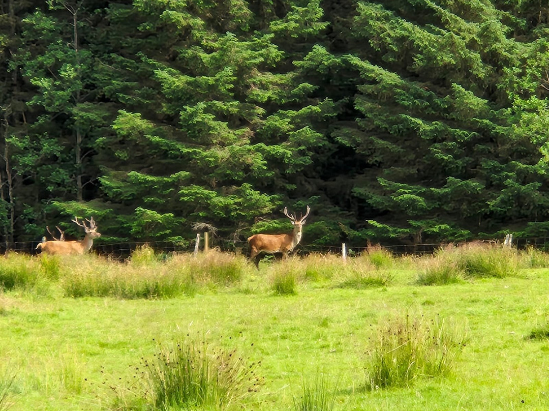 Wildlife on Mull景点图片