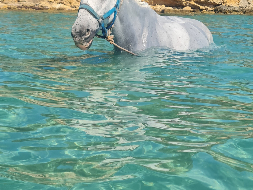 Parashis Zakynthian Horse Stud - Yannis horses景点图片