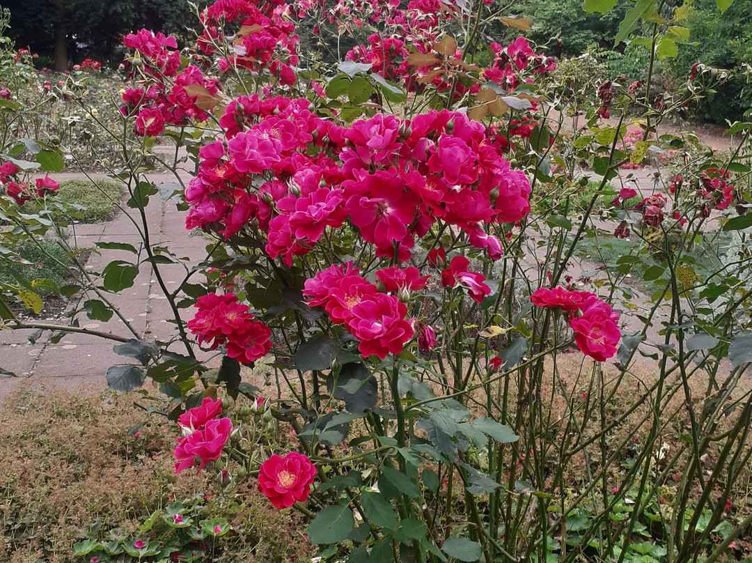 Botanischer Garten景点图片