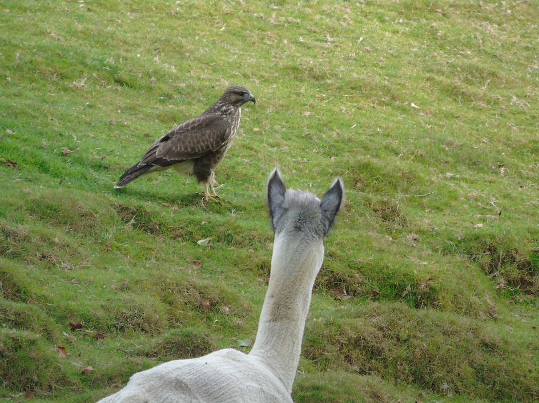 Mill Farm Alpacas-Bradworthy必去景点