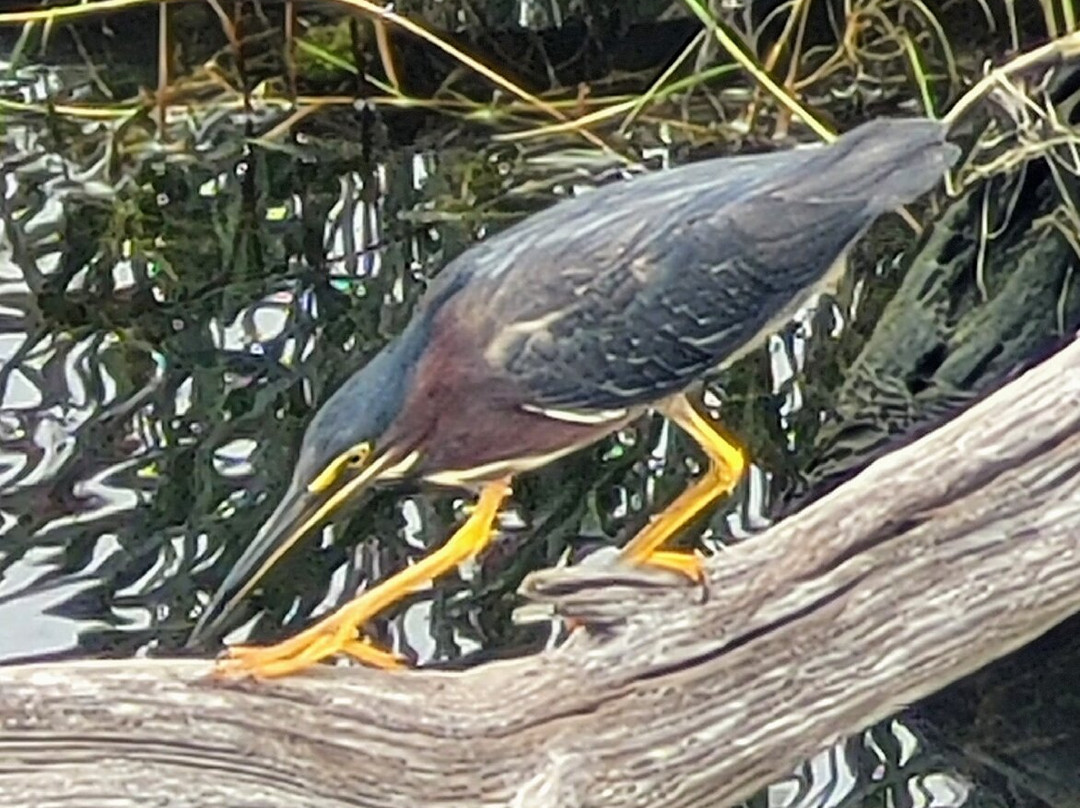Duck Town Park Boardwalk景点图片