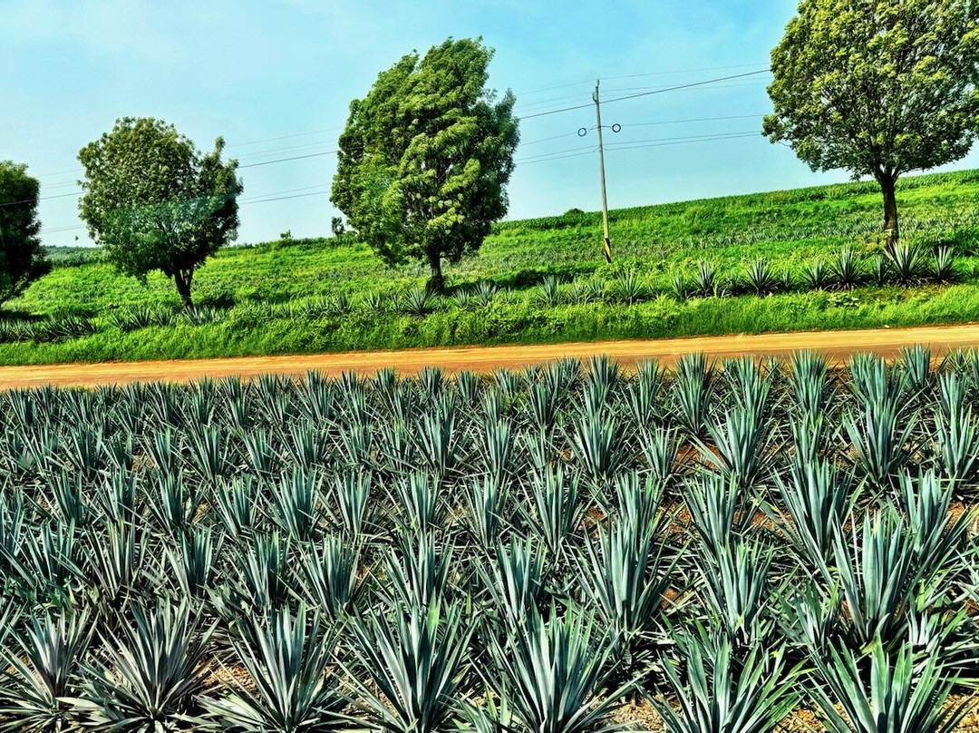 Jose Cuervo Express景点图片