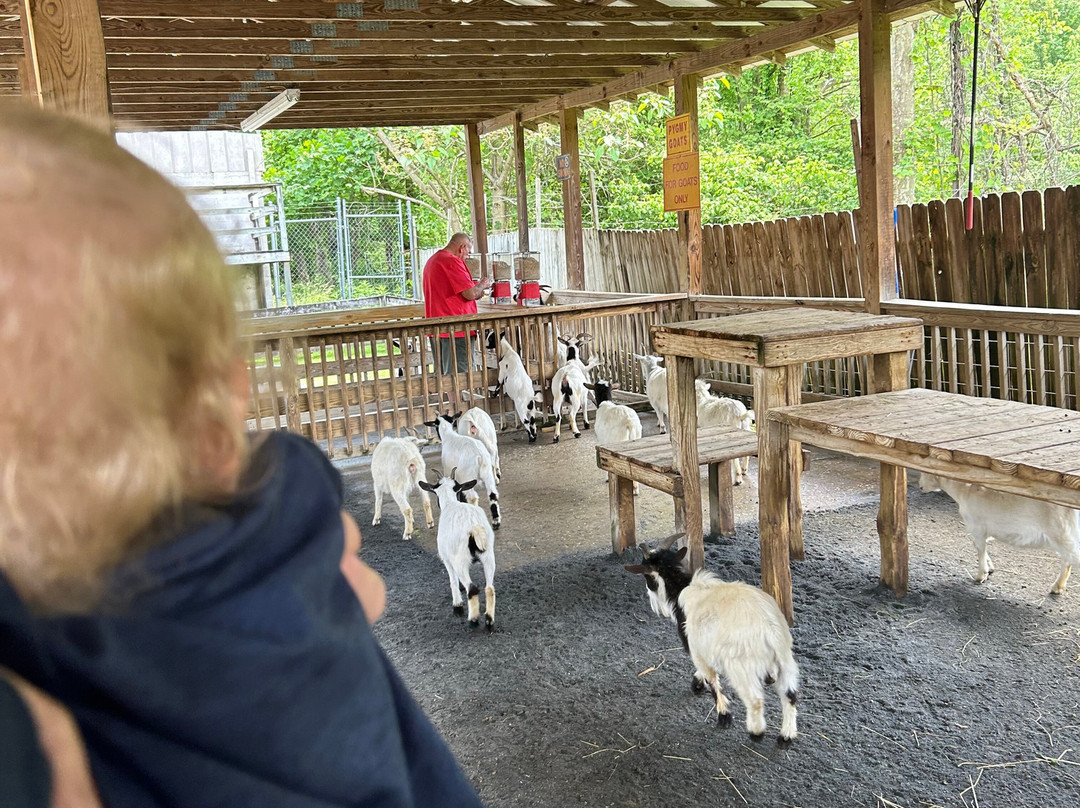 Cherokee Bear Zoo and Exotic Animals景点图片
