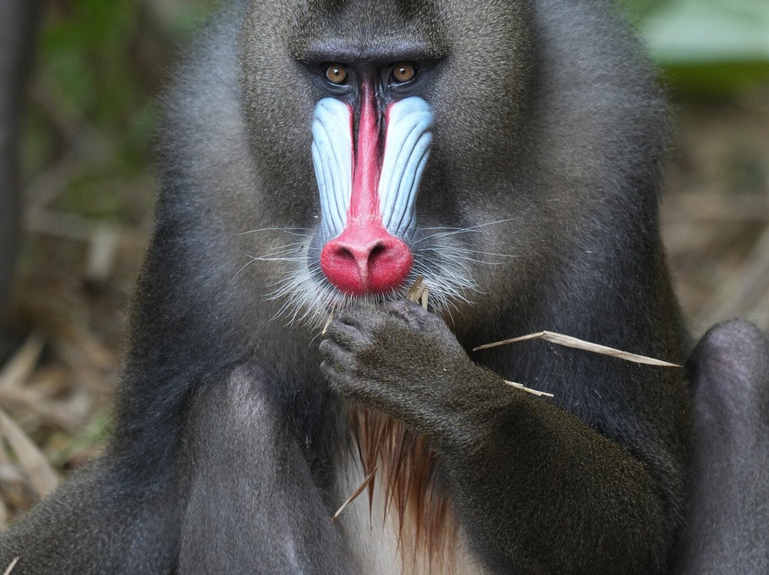 Parc De La Lekedi-Moanda必去景点