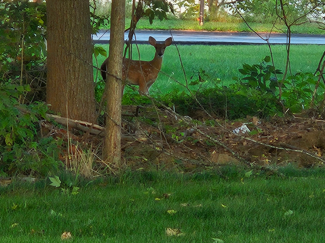 The Harrington Inn主图