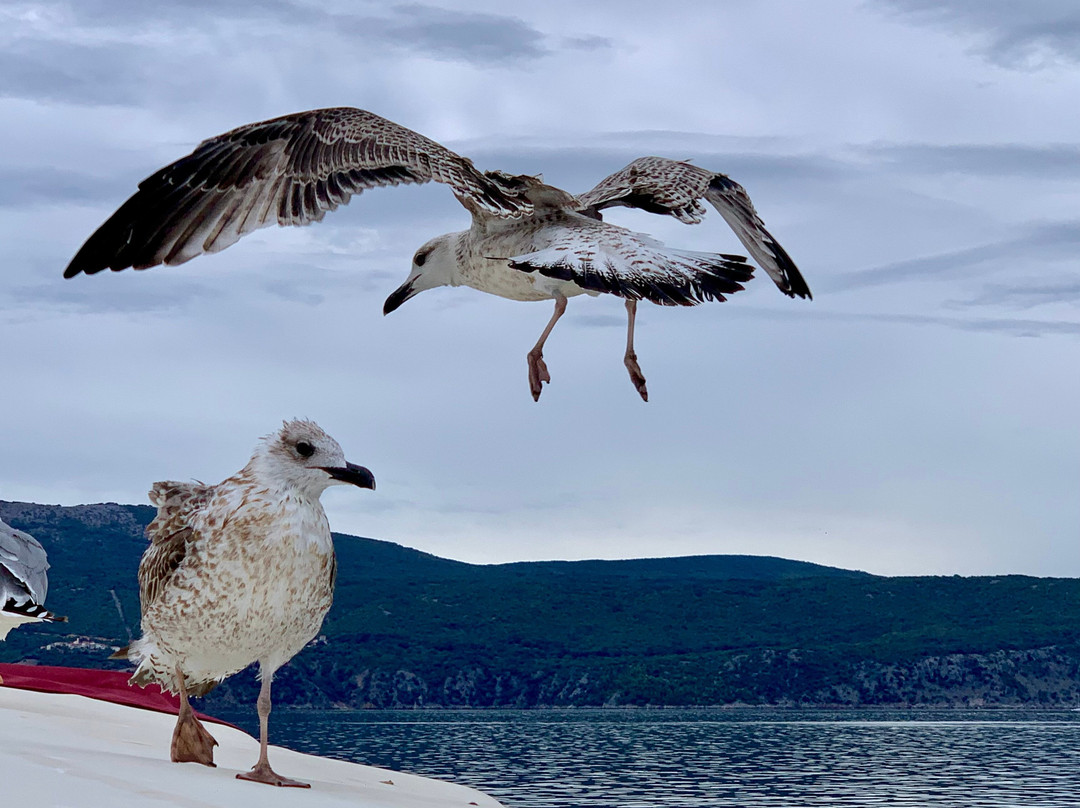 Contessa Tours - Opatija-欧帕提亚必去景点