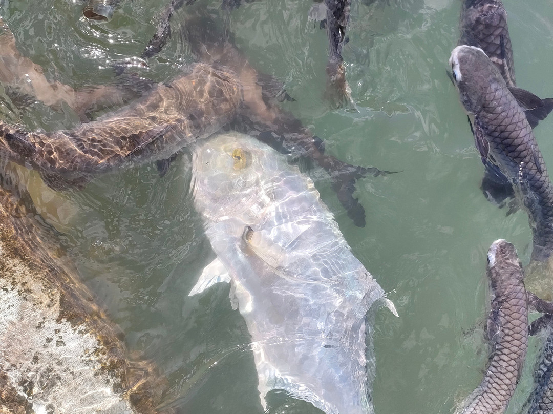Aquascene Fish Feeding-达尔文市必去景点