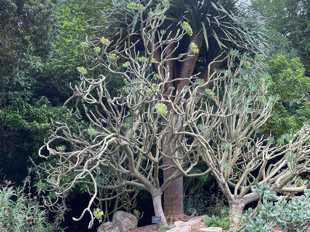 Jardín Botánico de Sóller-索耶尔必去景点