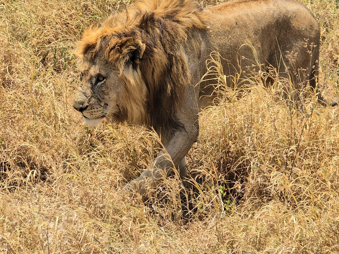 Perfect Safaris Africa-内罗毕必去景点