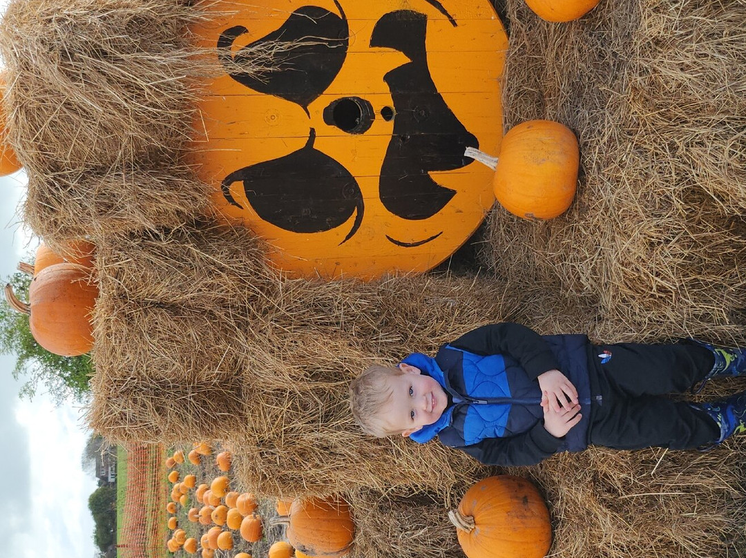 Marsh Maze And Fun Yard, Dymchurch Kent景点图片