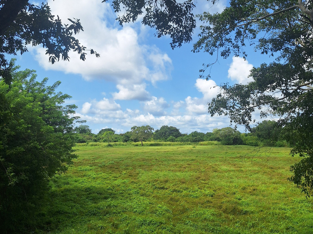 Wilpattu Tree House Hotel主图