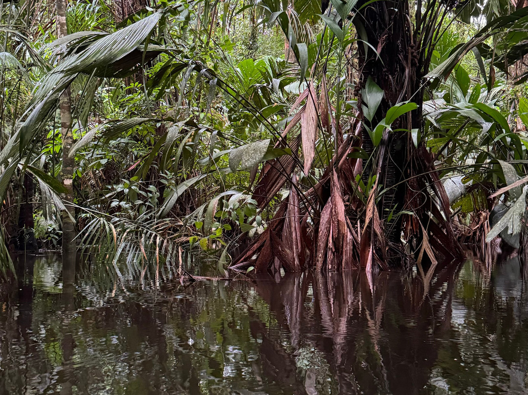 Tortuguero Infocenter Tours景点图片