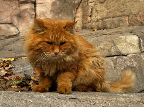 西山国家森林公园-北京市必去景点