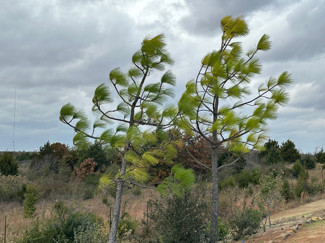 Tulsa Botanic Garden景点图片